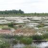 Wollgras in der Moorlandsschaft