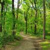 Waldweg