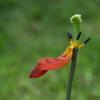 Blume Blume