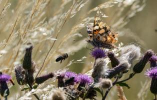 Leben in der Wiese