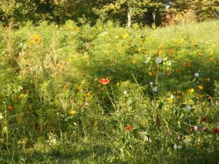 Blumen am Parkplatz vor dem NaturFreundehaus Göttingen E1