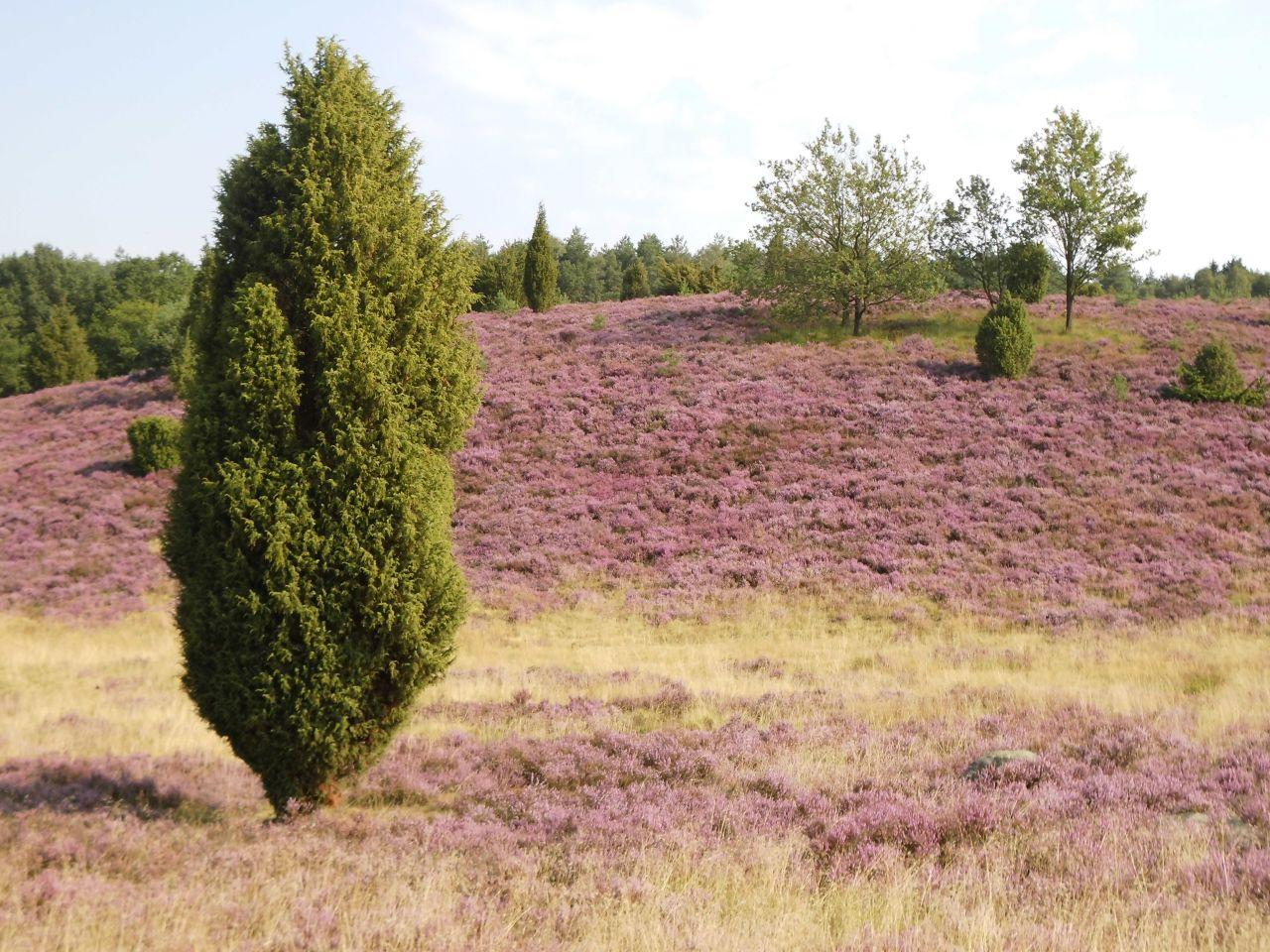 Wanderung in der Heide NaturFreunde Deutschlands Verband für